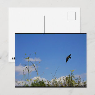 Rauchschwalbe im Flug Postkarte