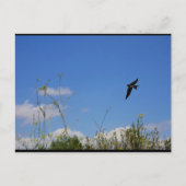 Rauchschwalbe im Flug Postkarte (Vorderseite)