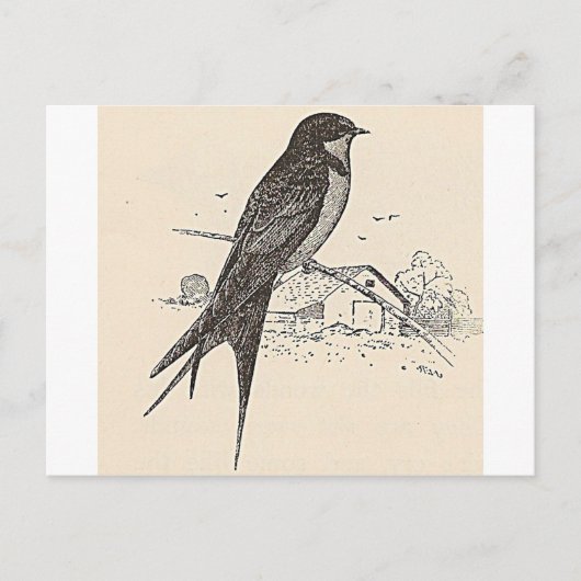 Rauchschwalbe Postkarte (Vorderseite)