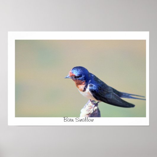 Rauchschwalbe Vogel Foto Poster (Vorne)