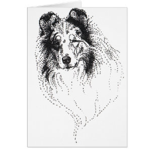 Rauer blauer Merle Collie