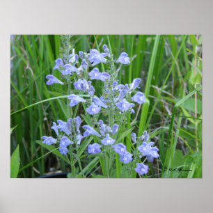 Rauer Skullcap, Scutellaria integrifolia Poster