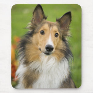 Rauhhaar Collie, Hund Mousepad