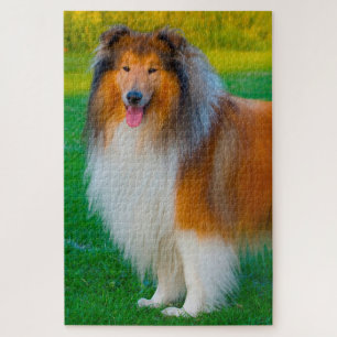 Rauhhaar Collie Hund Puzzles. Puzzle