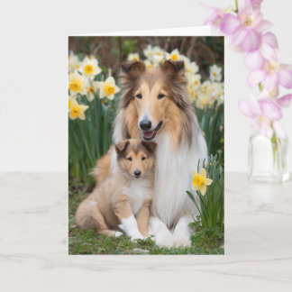 Rauhhaard Collie Mutter Muttertag Liebe Karte