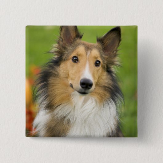 Rauhhaarige Collie, Hund Button (Vorderseite)