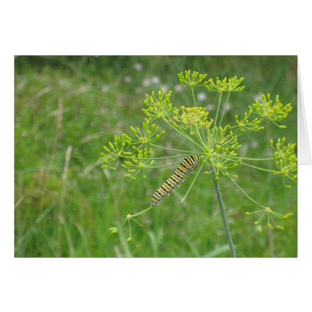 Raupe (Vorderseite (Horizontal))