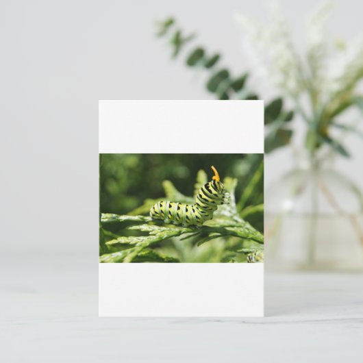 Raupe 2012 postkarte (Stehend Vorderseite)