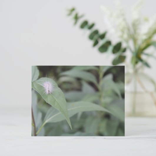 Raupe #5 postkarte (Stehend Vorderseite)