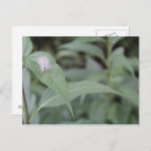 Raupe #5 postkarte (Vorne/Hinten)