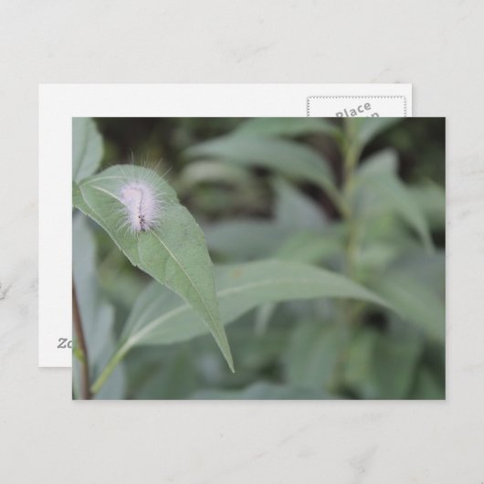 Raupe #5 postkarte (Vorne/Hinten)