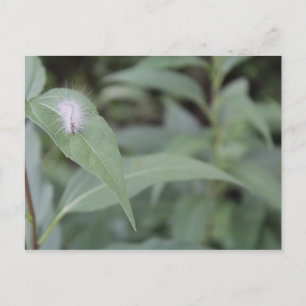 Raupe #5 postkarte