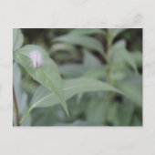 Raupe #5 postkarte (Vorderseite)