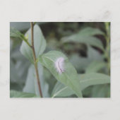 Raupe #6 postkarte (Vorderseite)