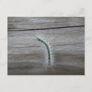 Raupe #7 postkarte