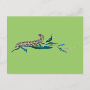 Raupe Agrotis pronuba Postkarte