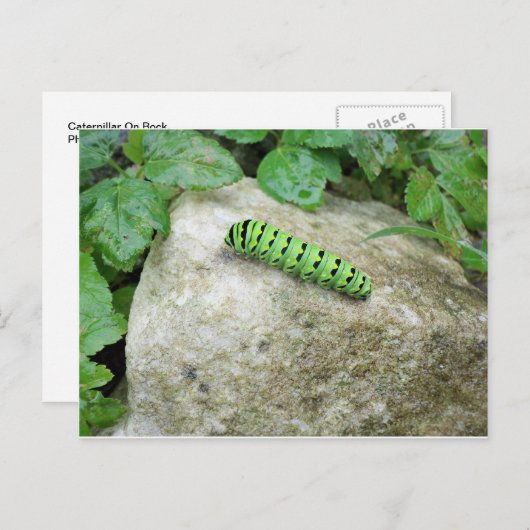 Raupe auf dem Felsen Postkarte (Vorne/Hinten)