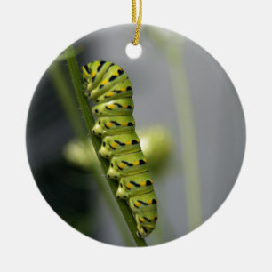 Raupe aus schwarzem Frack (Petersilie) auf Dil. Keramikornament