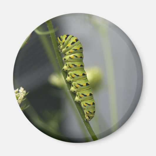 Raupe aus schwarzem Frack (Petersilie) auf Dil. Magnet (Vorne)