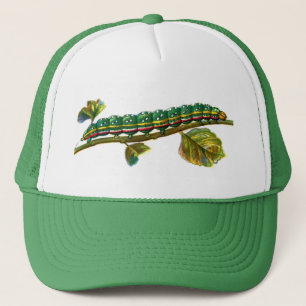 Raupe Calocampa vetusta Truckerkappe