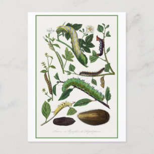 Raupe der Antike Postkarte