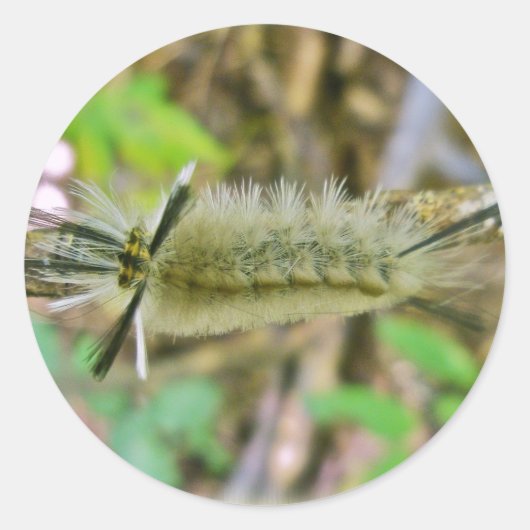 Raupe der Banded Tussock Moth Runder Aufkleber (Vorderseite)