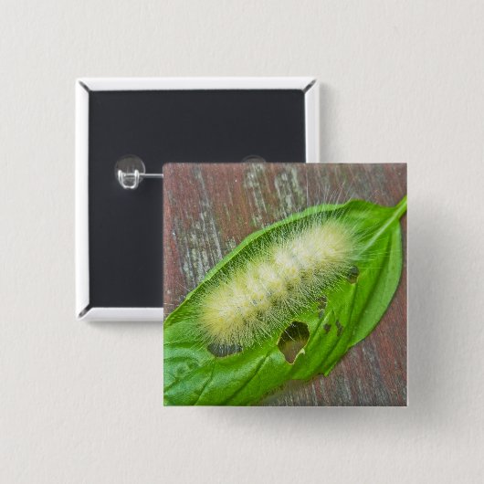 Raupe des Gelbbbären Button (Vorne & Hinten)