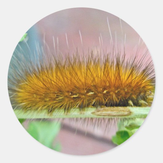 Raupe des Gelbbbären Runder Aufkleber (Vorderseite)