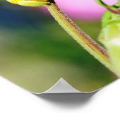 Raupe des Schmetterlings der Hawk-Motte Poster (Ecke)