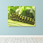 Raupe des Schwarzen Fracks Leinwanddruck (Insitu (Holzboden))