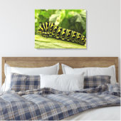 Raupe des Schwarzen Fracks Leinwanddruck (Insitu (Schlafzimmer))