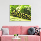 Raupe des Schwarzen Fracks Leinwanddruck (Insitu (Wohnzimmer))