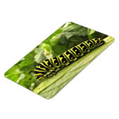 Raupe des Schwarzen Fracks Magnet (Linke Seite)