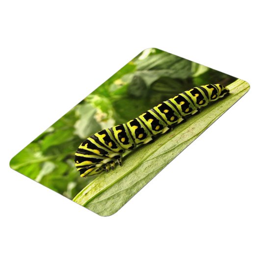 Raupe des Schwarzen Fracks Magnet (Linke Seite)