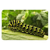 Raupe des Schwarzen Fracks Magnet (Horizontal)