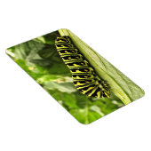 Raupe des Schwarzen Fracks Magnet (Rechte Seite)