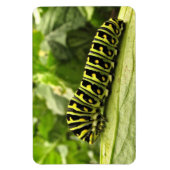 Raupe des Schwarzen Fracks Magnet (Vertikal)