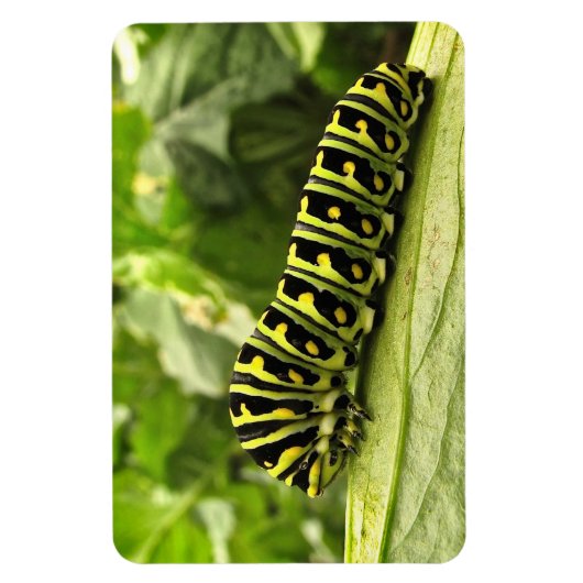 Raupe des Schwarzen Fracks Magnet (Vertikal)