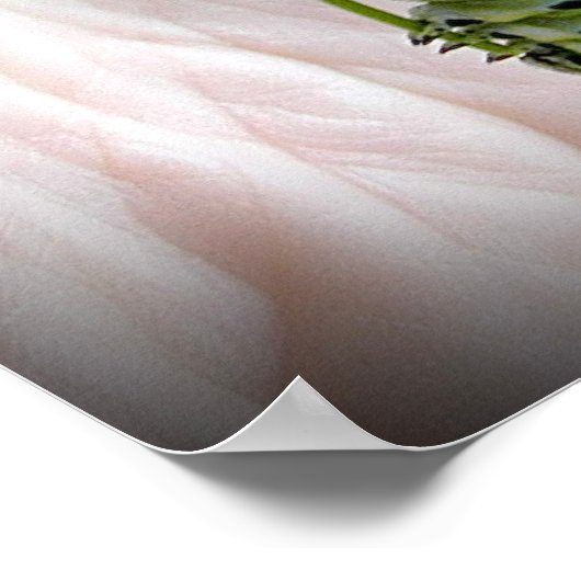 Raupe des Schwarzen Fracks Poster (Ecke)