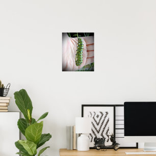 Raupe des Schwarzen Fracks Poster