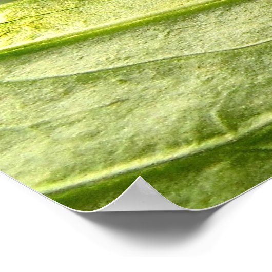 Raupe des Schwarzen Fracks Poster (Ecke)