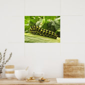 Raupe des Schwarzen Fracks Poster (Küche)