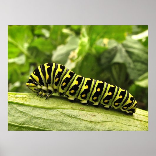 Raupe des Schwarzen Fracks Poster (Vorne)