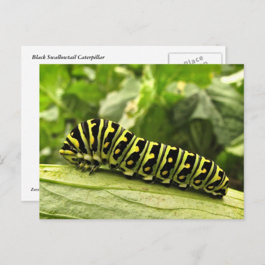 Raupe des Schwarzen Fracks Postkarte (Vorne/Hinten)