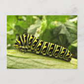 Raupe des Schwarzen Fracks Postkarte (Vorderseite)