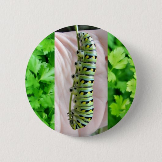 Raupe des schwarzen Fracks/Schmetterling Button (Vorderseite)