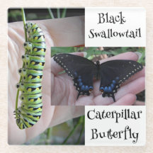 Raupe des schwarzen Fracks/Schmetterling