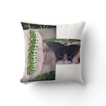 Raupe des schwarzen Fracks/Schmetterling