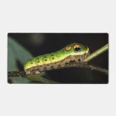 Raupe des Spicebush-Fracks Schreibtischunterlage (Vorderseite)