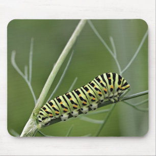 Raupe, Dovetail, Insekt Mousepad